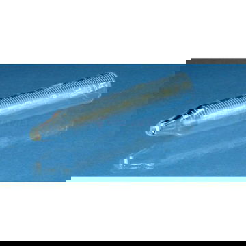 Tuýp ly tâm thủy tinh Assistent 100ml đáy nhọn chia vạch